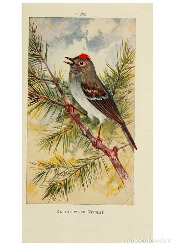 Collectionnisme de Revues et Journaux: Reproducci&oacute;n/Reproduction 6260100607: Field book of wild birds and their music London,G.P. Putnam's