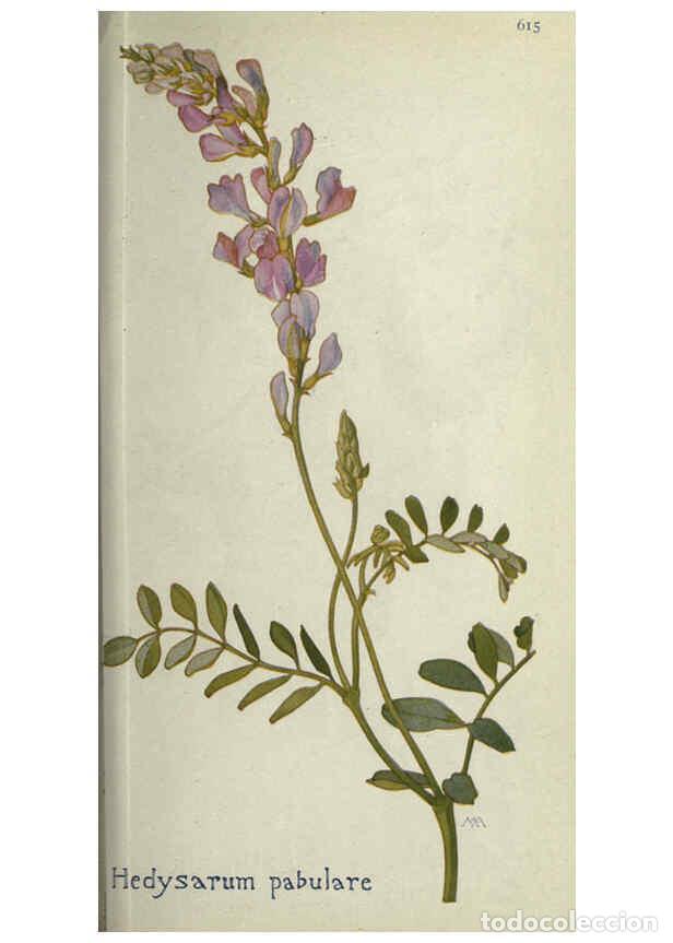 Collectionnisme de Revues et Journaux: Reproducci&oacute;n/Reproduction 6260046573: Field book of western wild flowers London,C. [sic] P. Putnam's