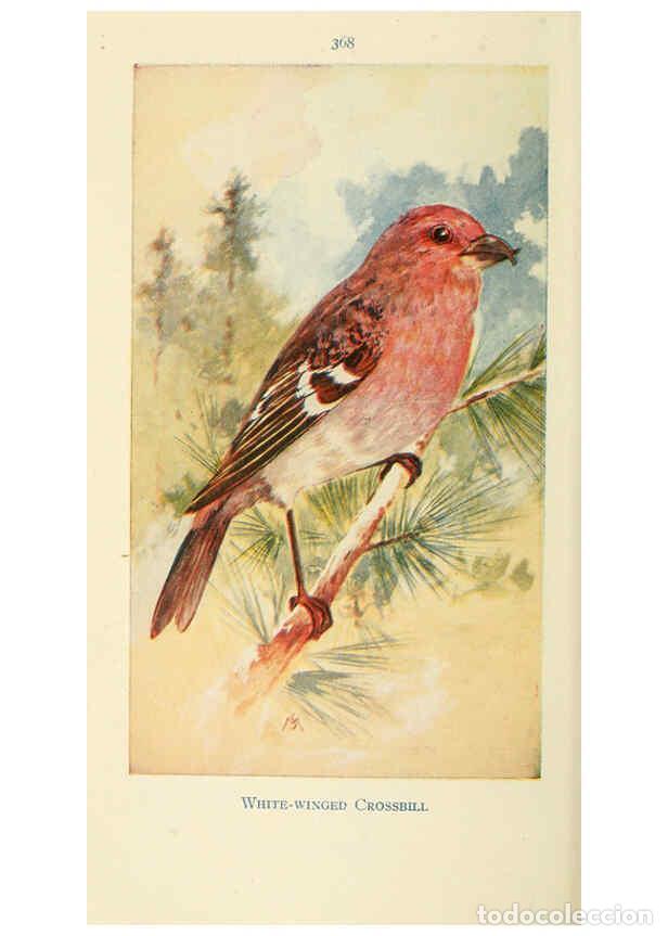 Collectionnisme de Revues et Journaux: Reproducci&oacute;n/Reproduction 6260627584: Field book of wild birds and their music London,G.P. Putnam's