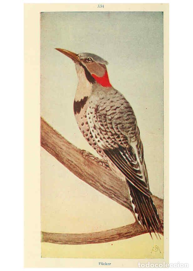 Collectionnisme de Revues et Journaux: Reproducci&oacute;n/Reproduction 6260619810: Field book of wild birds and their music London,G.P. Putnam's