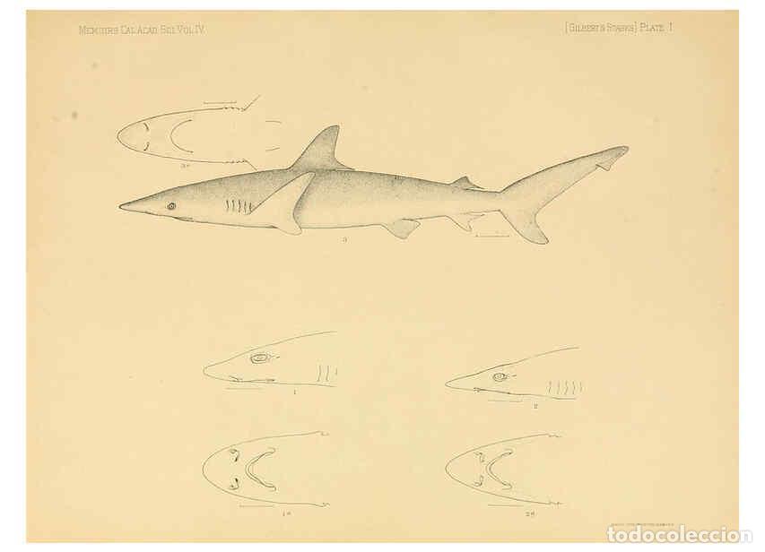 Collection Magazines and Newspapers: Reproducci&oacute;n/Reproduction 6353443393: The fishes of Panama Bay San Francisco,The Academy,1904 - Char