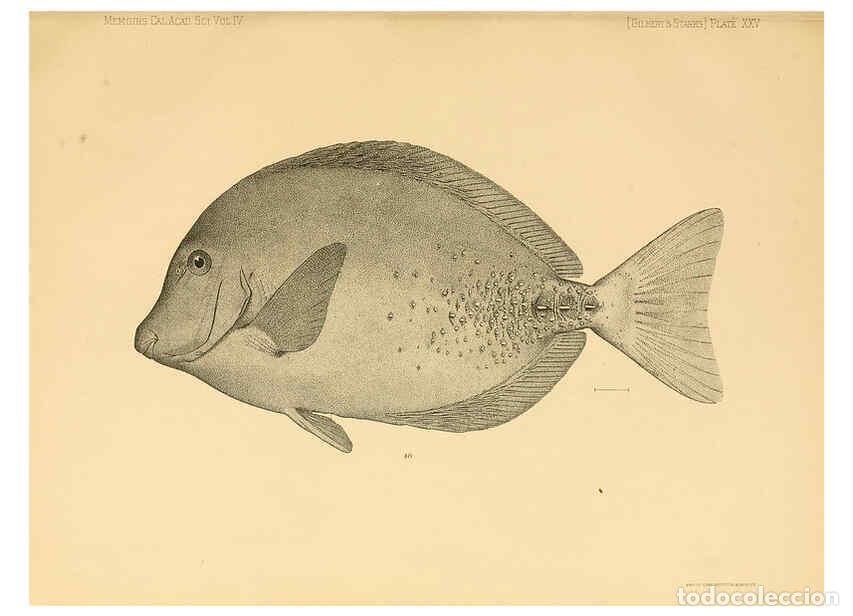 Collection Magazines and Newspapers: Reproducci&oacute;n/Reproduction 6353453129: The fishes of Panama Bay San Francisco,The Academy,1904 - Char