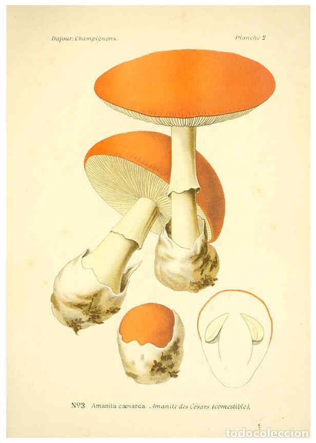 Collection Magazines and Newspapers: Reproducci&oacute;n/Reproduction 6358013309: Atlas des champignons comestibles et v&eacute;n&eacute;neux Paris,P. Klincks