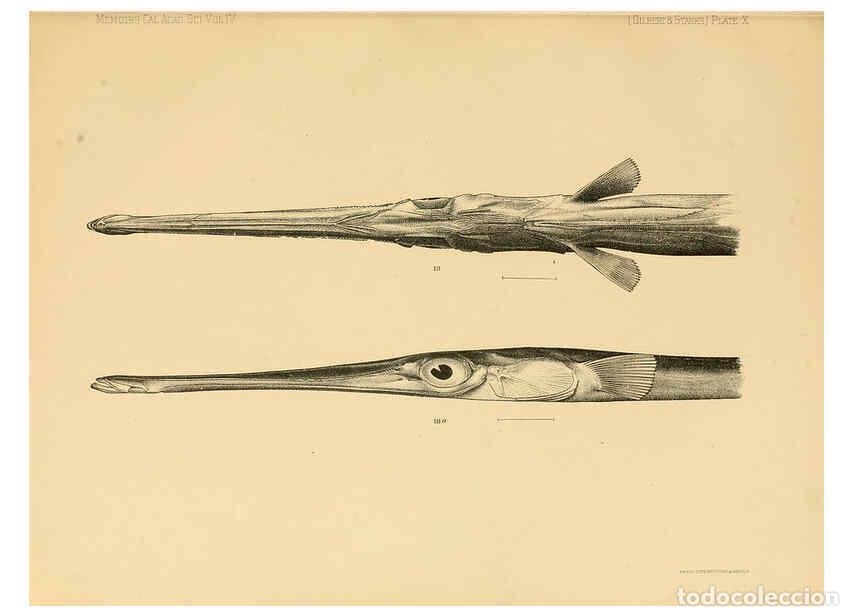 Collection Magazines and Newspapers: Reproducci&oacute;n/Reproduction 6353447483: The fishes of Panama Bay San Francisco,The Academy,1904 - Char