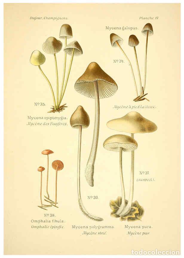 Collection Magazines and Newspapers: Reproducci&oacute;n/Reproduction 6358016665: Atlas des champignons comestibles et v&eacute;n&eacute;neux Paris,P. Klincks