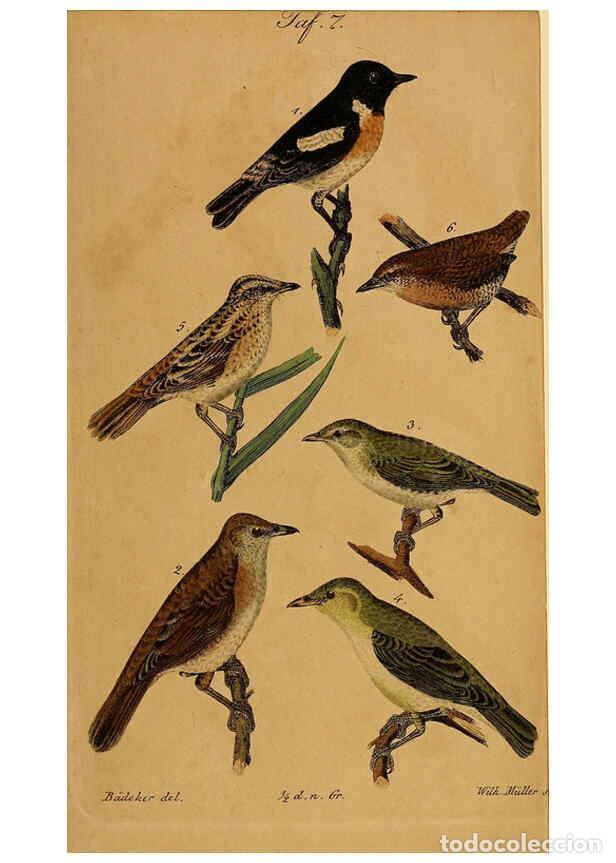 Collection Magazines and Newspapers: Reproducci&oacute;n/Reproduction 6353664769: Handbuch f&uuml;r den Liebhaber der Stuben-, Haus- und aller der Z&auml;