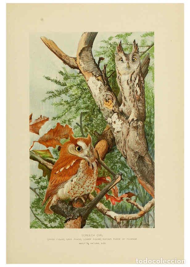 Collection Magazines and Newspapers: Reproducci&oacute;n/Reproduction 6376378039: The economic value of birds to the state Albany,J.B. Lyon Comp