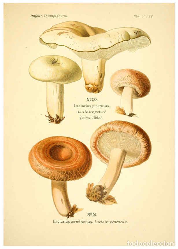 Collection Magazines and Newspapers: Reproducci&oacute;n/Reproduction 6358017747: Atlas des champignons comestibles et v&eacute;n&eacute;neux Paris,P. Klincks