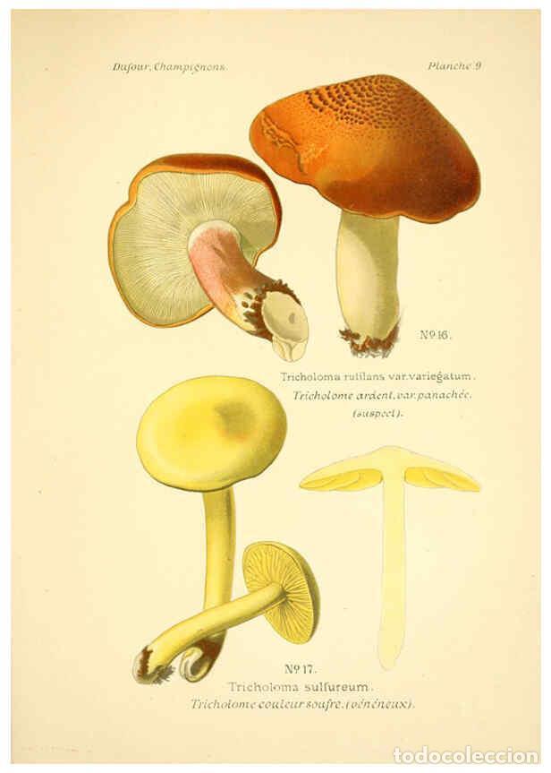Collection Magazines and Newspapers: Reproducci&oacute;n/Reproduction 6358014905: Atlas des champignons comestibles et v&eacute;n&eacute;neux Paris,P. Klincks