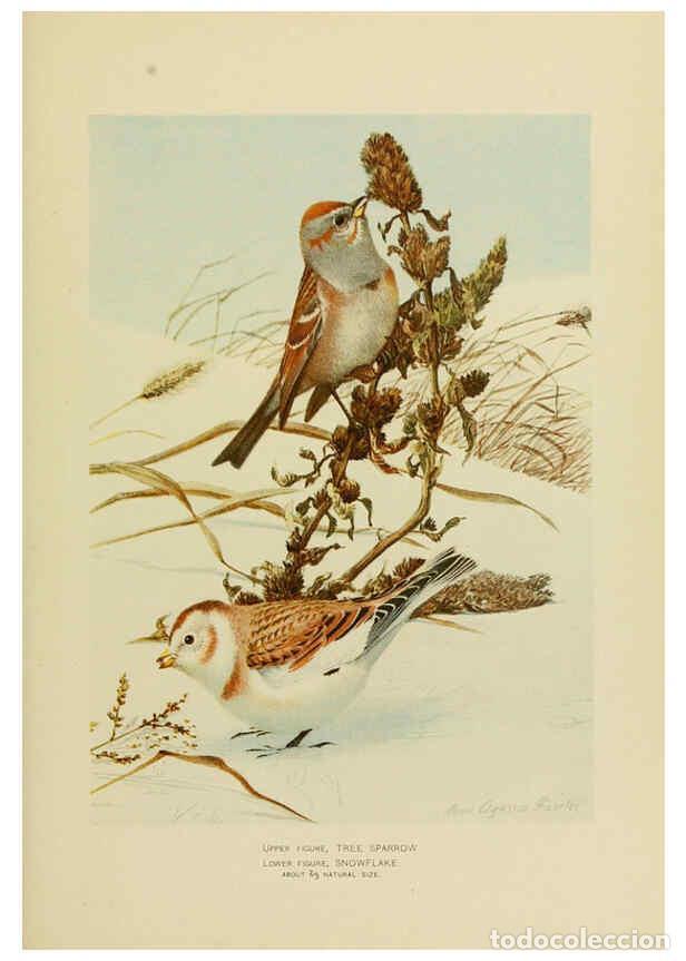 Collection Magazines and Newspapers: Reproducci&oacute;n/Reproduction 6376380769: The economic value of birds to the state Albany,J.B. Lyon Comp