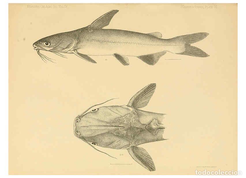 Collection Magazines and Newspapers: Reproducci&oacute;n/Reproduction 6353445885: The fishes of Panama Bay San Francisco,The Academy,1904 - Char