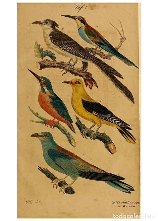 Collection Magazines and Newspapers: Reproducci&oacute;n/Reproduction 6353661725: Handbuch f&uuml;r den Liebhaber der Stuben-, Haus- und aller der Z&auml;