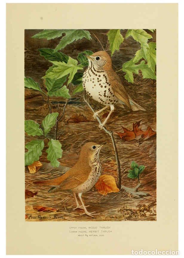 Collection Magazines and Newspapers: Reproducci&oacute;n/Reproduction 6376383229: The economic value of birds to the state Albany,J.B. Lyon Comp