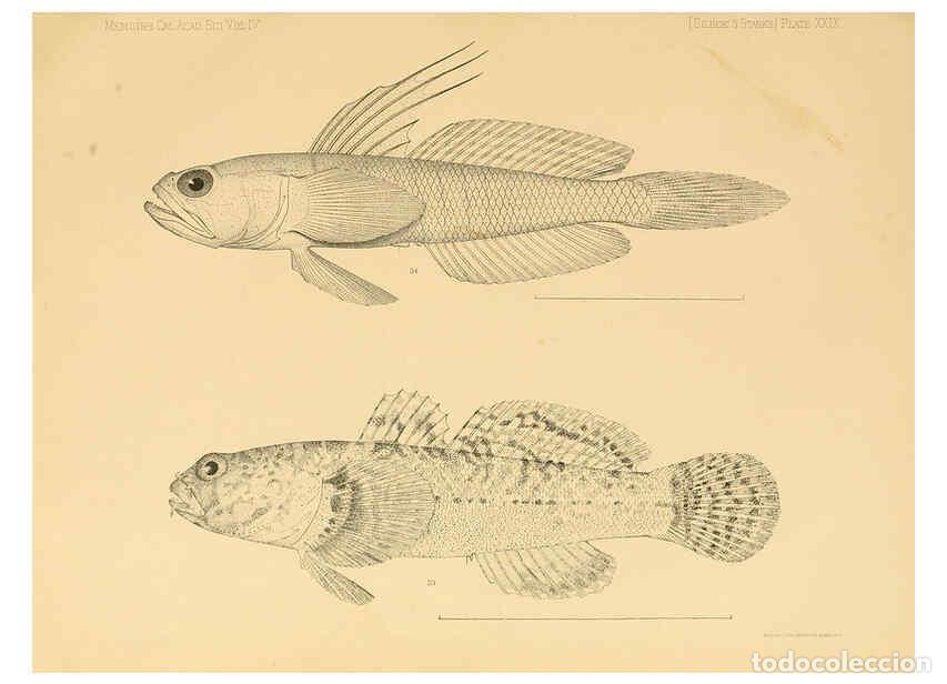 Collection Magazines and Newspapers: Reproducci&oacute;n/Reproduction 6353454501: The fishes of Panama Bay San Francisco,The Academy,1904 - Char