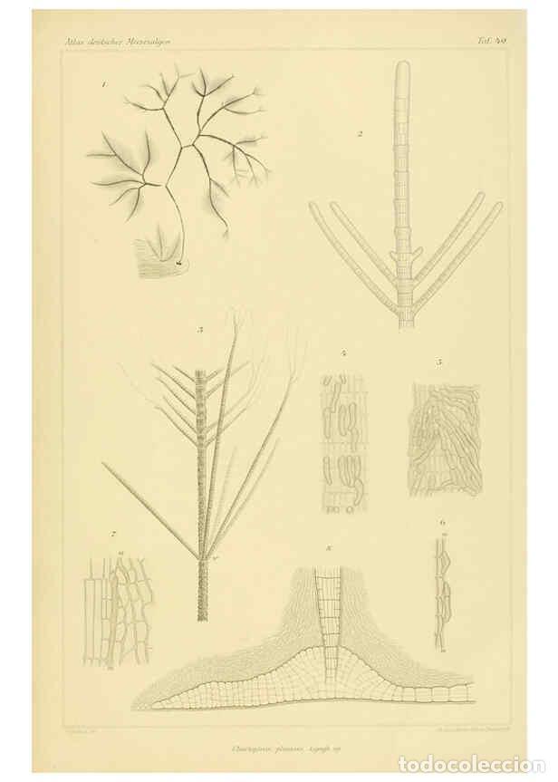 Collection Magazines and Newspapers: Reproducci&oacute;n/Reproduction 6358291623: Atlas deutscher Meeresalgen Berlin :P. Parey,1889-1892 - Johan