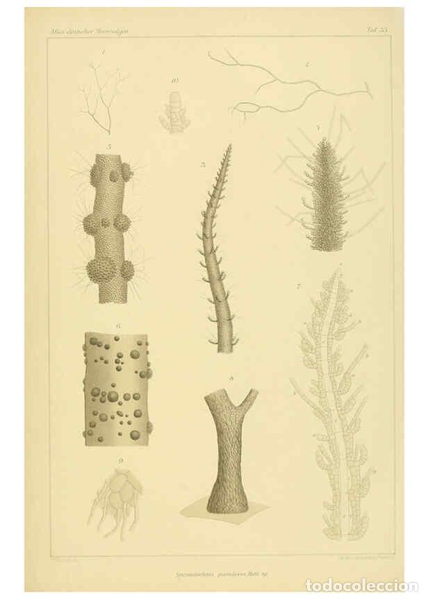 Collection Magazines and Newspapers: Reproducci&oacute;n/Reproduction 6358287667: Atlas deutscher Meeresalgen Berlin :P. Parey,1889-1892 - Johan