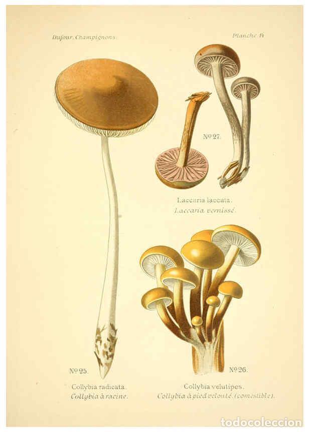 Collection Magazines and Newspapers: Reproducci&oacute;n/Reproduction 6358015899: Atlas des champignons comestibles et v&eacute;n&eacute;neux Paris,P. Klincks