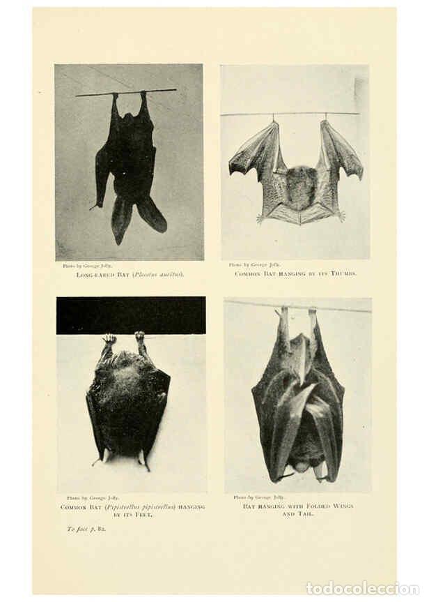 Collection Magazines and Newspapers: Reproducci&oacute;n/Reproduction 6358179573: British mammals...by Sir Harry Johnston. London,Hutchinson,190