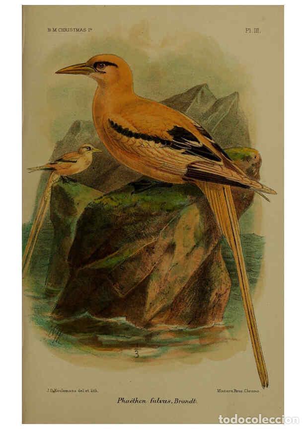 Collection Magazines and Newspapers: Reproducci&oacute;n/Reproduction 6376432237: A monograph of Christmas Island (Indian Ocean) London,Printed