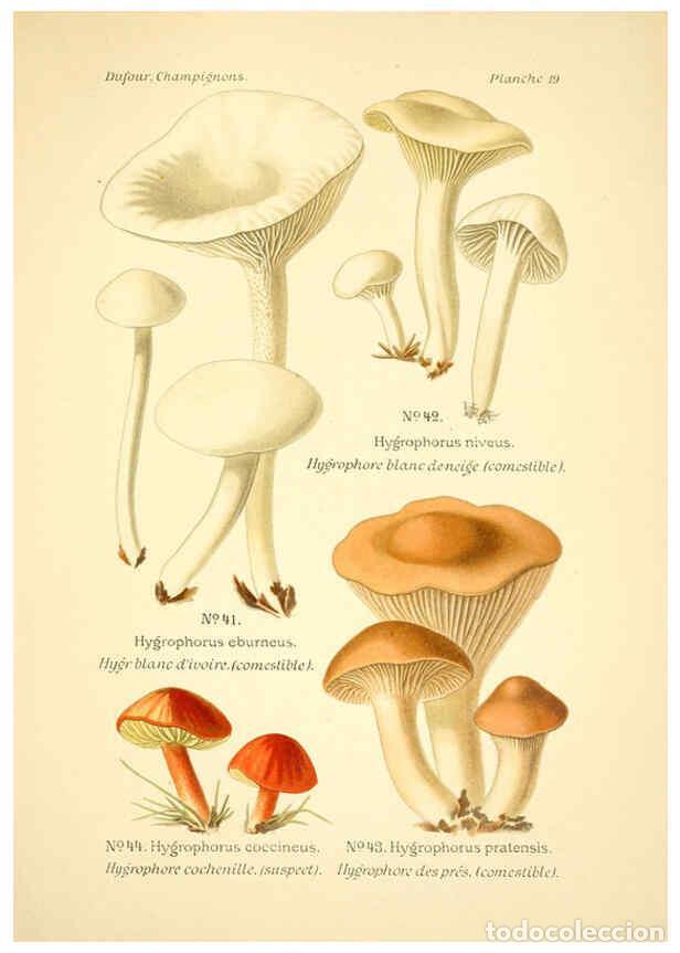 Collection Magazines and Newspapers: Reproducci&oacute;n/Reproduction 6358017185: Atlas des champignons comestibles et v&eacute;n&eacute;neux Paris,P. Klincks