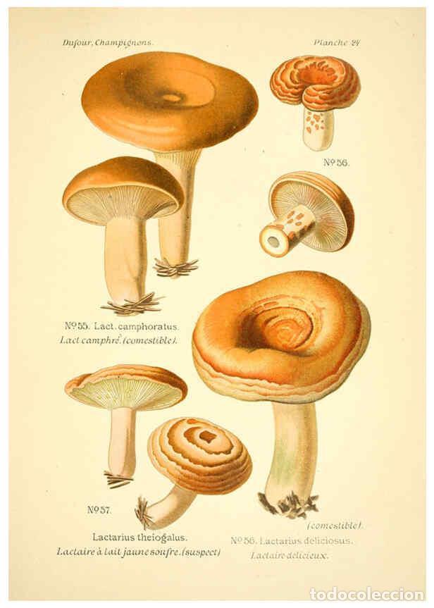 Collection Magazines and Newspapers: Reproducci&oacute;n/Reproduction 6358018259: Atlas des champignons comestibles et v&eacute;n&eacute;neux Paris,P. Klincks