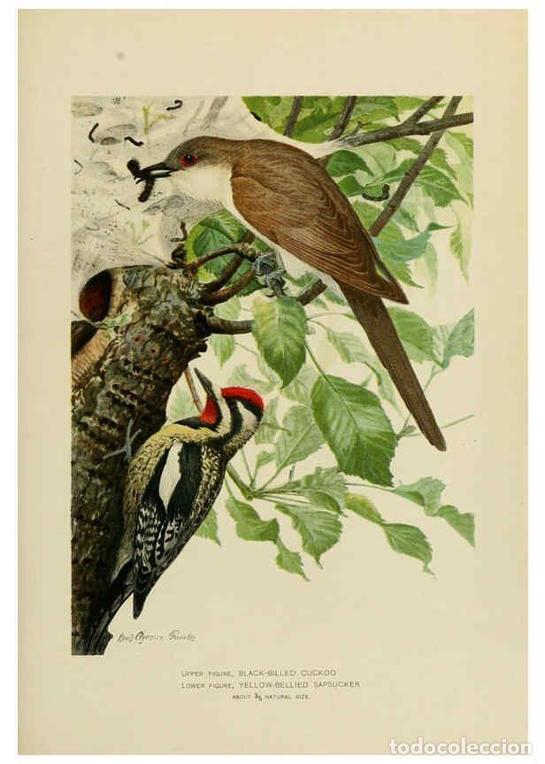 Collection Magazines and Newspapers: Reproducci&oacute;n/Reproduction 6376378953: The economic value of birds to the state Albany,J.B. Lyon Comp