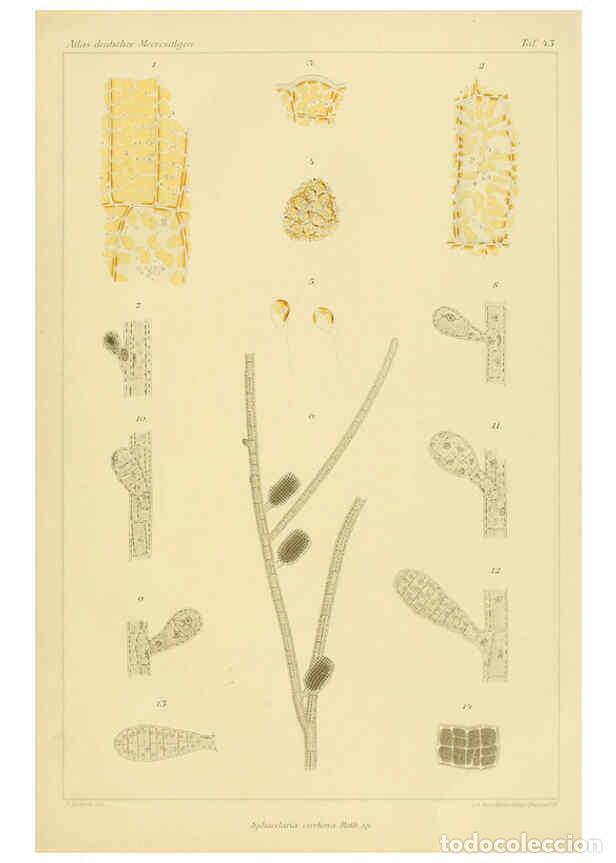 Collection Magazines and Newspapers: Reproducci&oacute;n/Reproduction 6358289929: Atlas deutscher Meeresalgen Berlin :P. Parey,1889-1892 - Johan