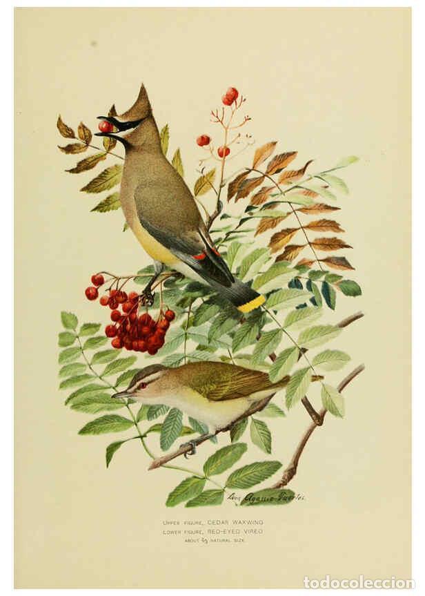 Collection Magazines and Newspapers: Reproducci&oacute;n/Reproduction 6376381349: The economic value of birds to the state Albany,J.B. Lyon Comp