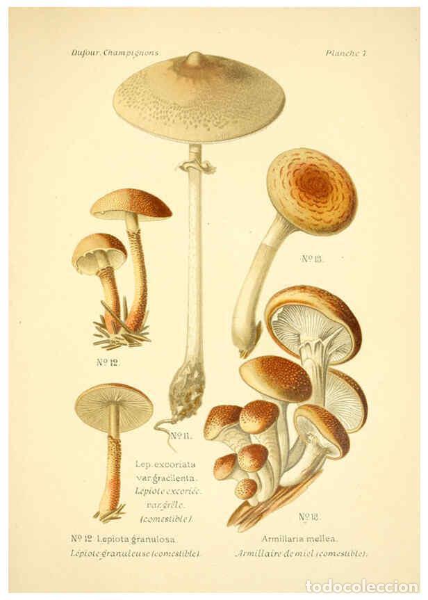 Collection Magazines and Newspapers: Reproducci&oacute;n/Reproduction 6358014575: Atlas des champignons comestibles et v&eacute;n&eacute;neux Paris,P. Klincks