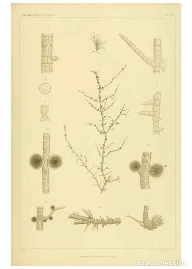 Colecionismo de Revistas e Jornais: Reproducci&oacute;n/Reproduction 6358286853: Atlas deutscher Meeresalgen Berlin :P. Parey,1889-1892 - Johan