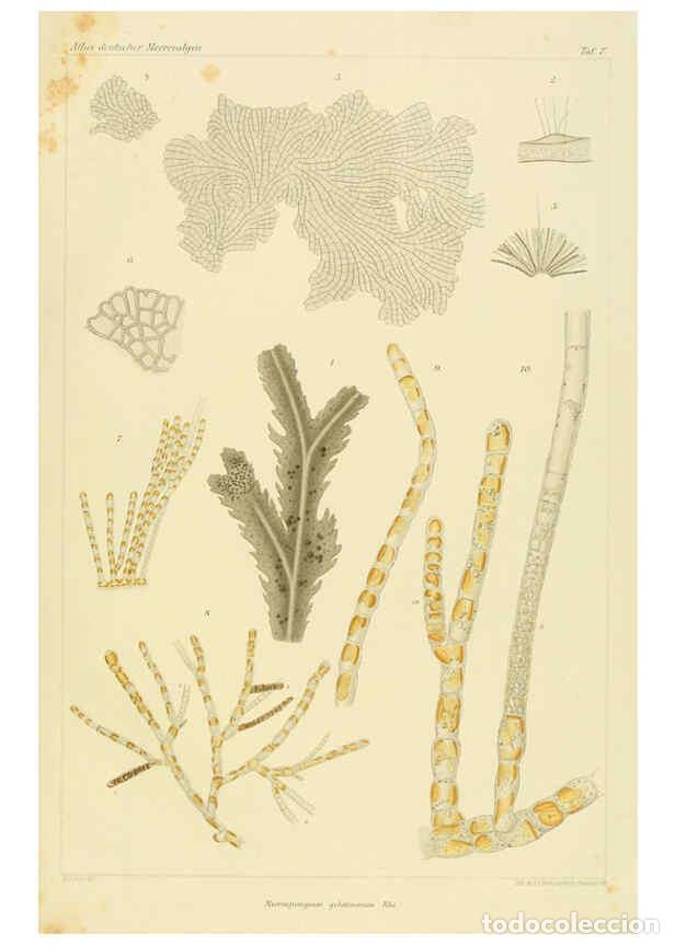Sammeln von Zeitschriften und Zeitungen: Reproducci&oacute;n/Reproduction 6358282019: Atlas deutscher Meeresalgen Berlin :P. Parey,1889-1892 - Johan
