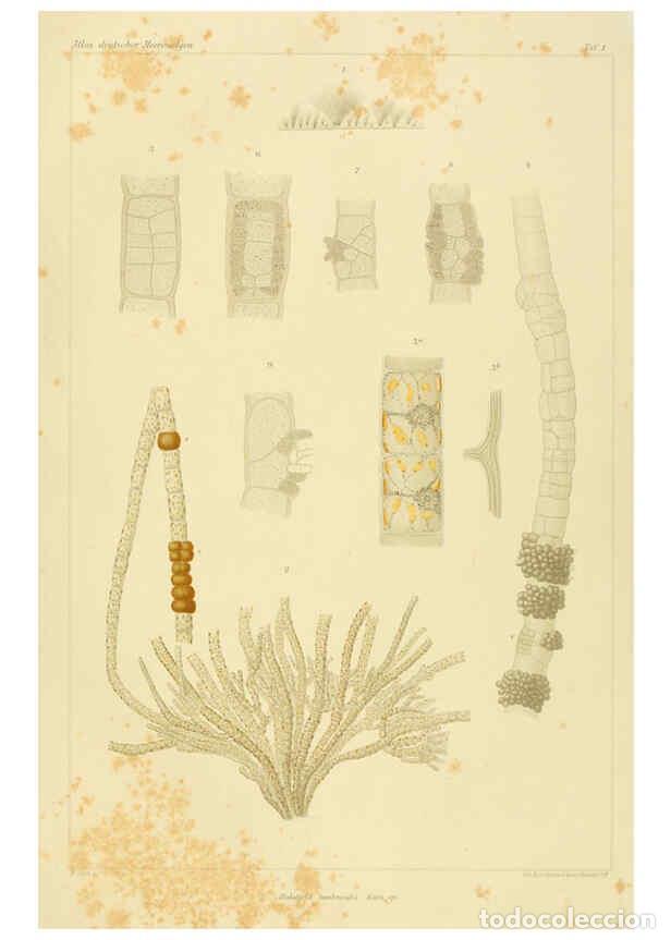 Colecionismo de Revistas e Jornais: Reproducci&oacute;n/Reproduction 6358280501: Atlas deutscher Meeresalgen Berlin :P. Parey,1889-1892 - Johan