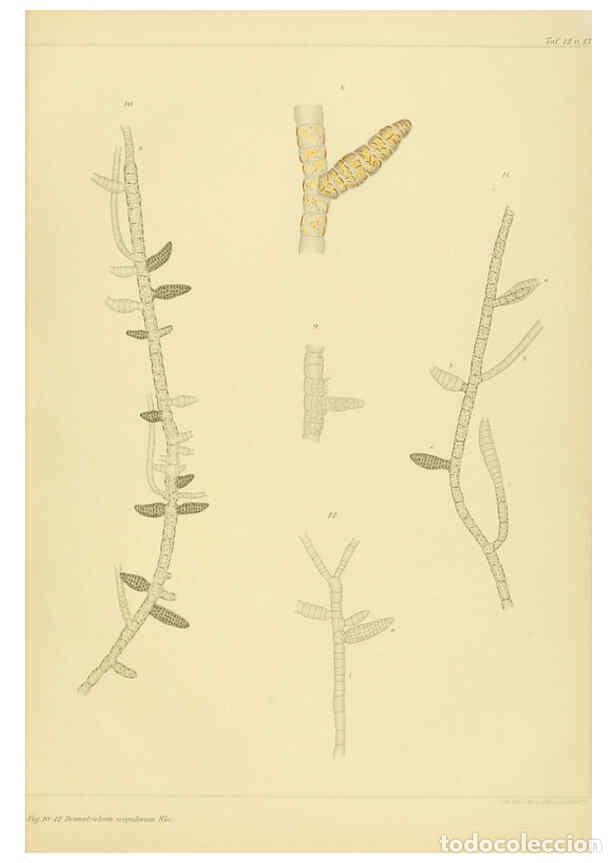 Colecionismo de Revistas e Jornais: Reproducci&oacute;n/Reproduction 6358283531: Atlas deutscher Meeresalgen Berlin :P. Parey,1889-1892 - Johan