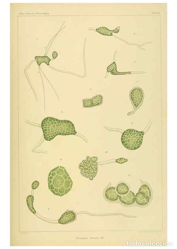 Colecionismo de Revistas e Jornais: Reproducci&oacute;n/Reproduction 6358285415: Atlas deutscher Meeresalgen Berlin :P. Parey,1889-1892 - Johan