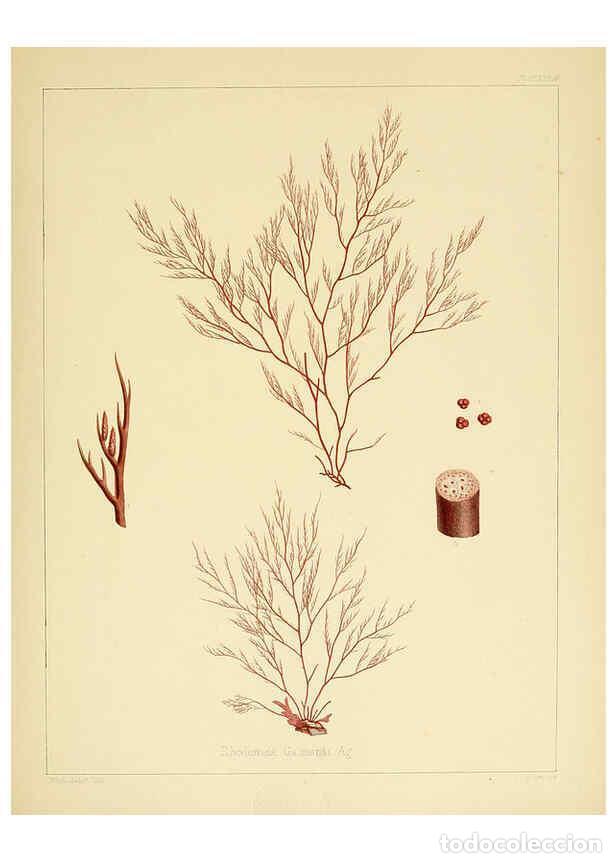 Sammeln von Zeitschriften und Zeitungen: Reproducci&oacute;n/Reproduction 6302465789: The botany of the Antarctic voyage of H.M. discovery ships Ere