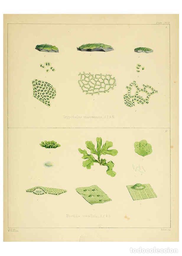 Sammeln von Zeitschriften und Zeitungen: Reproducci&oacute;n/Reproduction 6302468439: The botany of the Antarctic voyage of H.M. discovery ships Ere