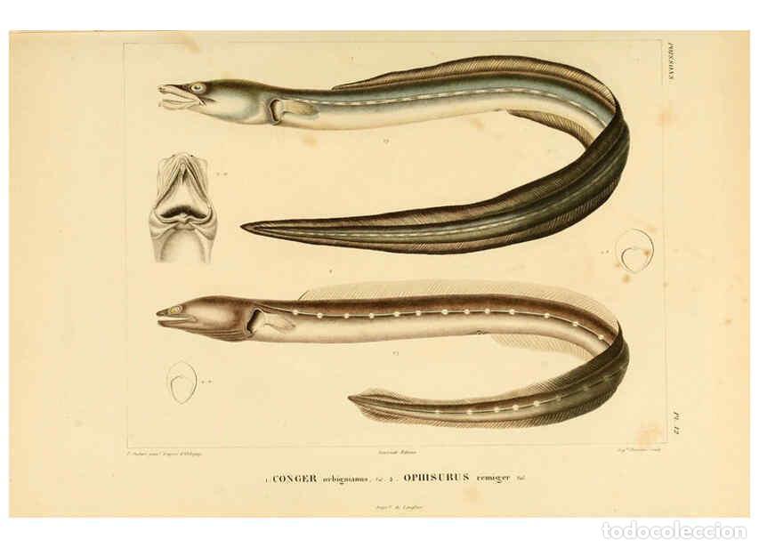 Sammeln von Zeitschriften und Zeitungen: Reproducci&oacute;n/Reproduction 6302679221: Voyage dans l'Am&eacute;rique M&eacute;ridionale. v.9. Paris :Pitois-Levraul