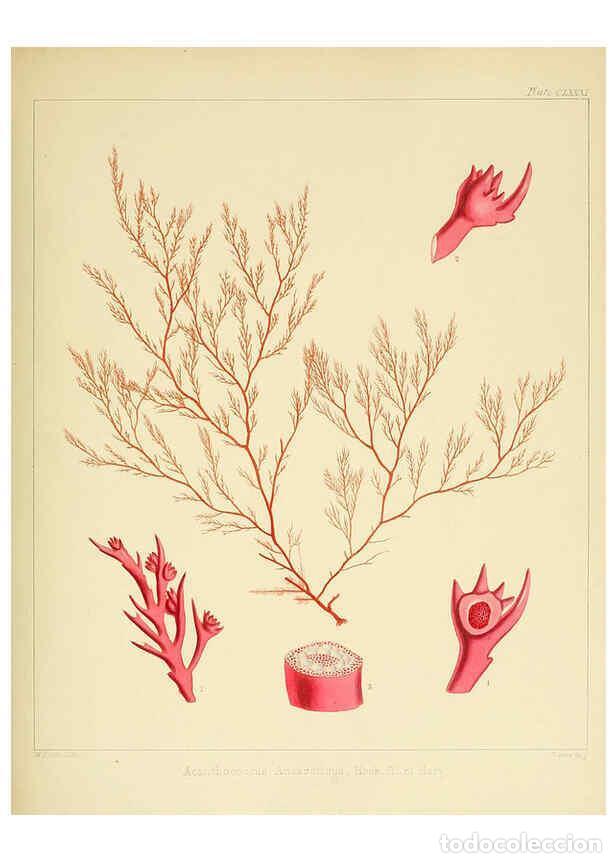 Sammeln von Zeitschriften und Zeitungen: Reproducci&oacute;n/Reproduction 6302990386: The botany of the Antarctic voyage of H.M. discovery ships Ere