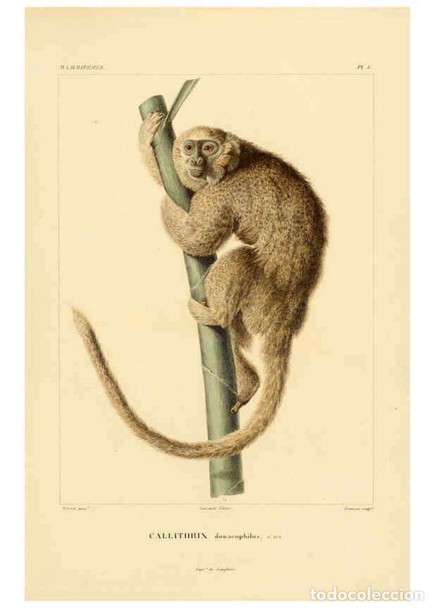 Sammeln von Zeitschriften und Zeitungen: Reproducci&oacute;n/Reproduction 6302646443: Voyage dans l'Am&eacute;rique M&eacute;ridionale. v.9. Paris :Pitois-Levraul