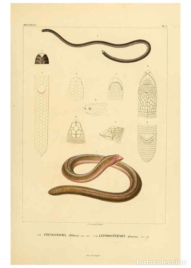 Sammeln von Zeitschriften und Zeitungen: Reproducci&oacute;n/Reproduction 6303200410: Voyage dans l'Am&eacute;rique M&eacute;ridionale. v.9. Paris :Pitois-Levraul