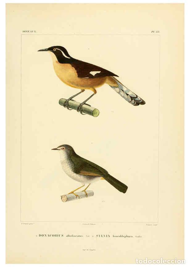 Sammeln von Zeitschriften und Zeitungen: Reproducci&oacute;n/Reproduction 6302655775: Voyage dans l'Am&eacute;rique M&eacute;ridionale. v.9. Paris :Pitois-Levraul