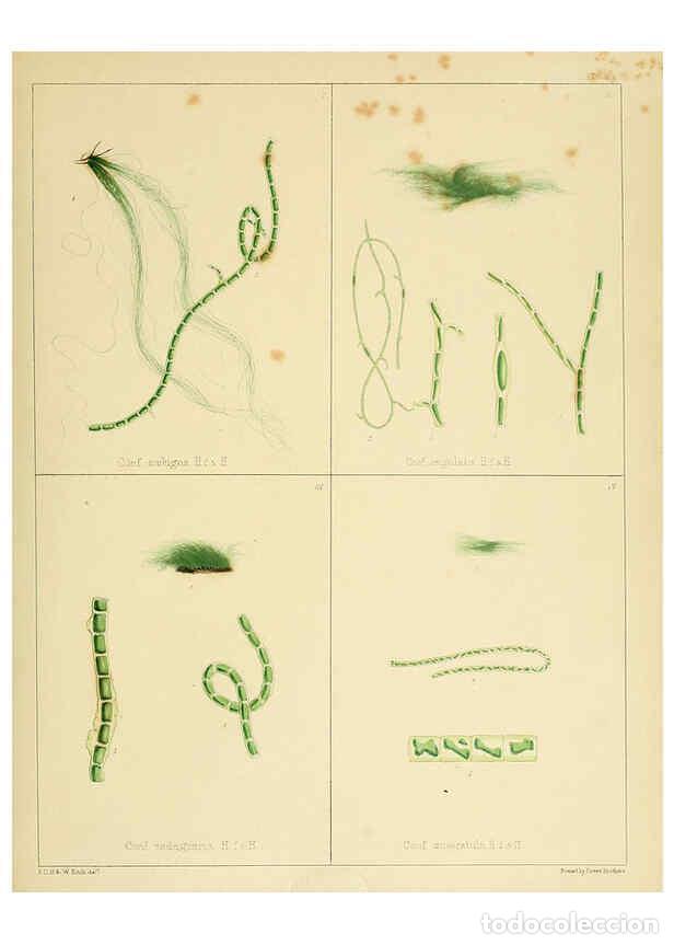 Sammeln von Zeitschriften und Zeitungen: Reproducci&oacute;n/Reproduction 6302467469: The botany of the Antarctic voyage of H.M. discovery ships Ere
