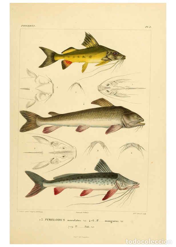 Sammeln von Zeitschriften und Zeitungen: Reproducci&oacute;n/Reproduction 6303201606: Voyage dans l'Am&eacute;rique M&eacute;ridionale. v.9. Paris :Pitois-Levraul