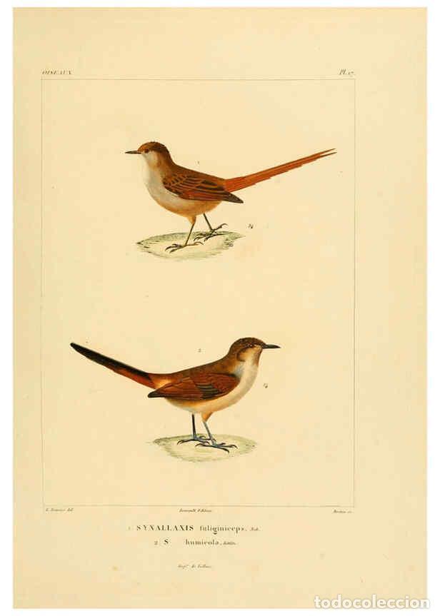 Sammeln von Zeitschriften und Zeitungen: Reproducci&oacute;n/Reproduction 6302657353: Voyage dans l'Am&eacute;rique M&eacute;ridionale. v.9. Paris :Pitois-Levraul