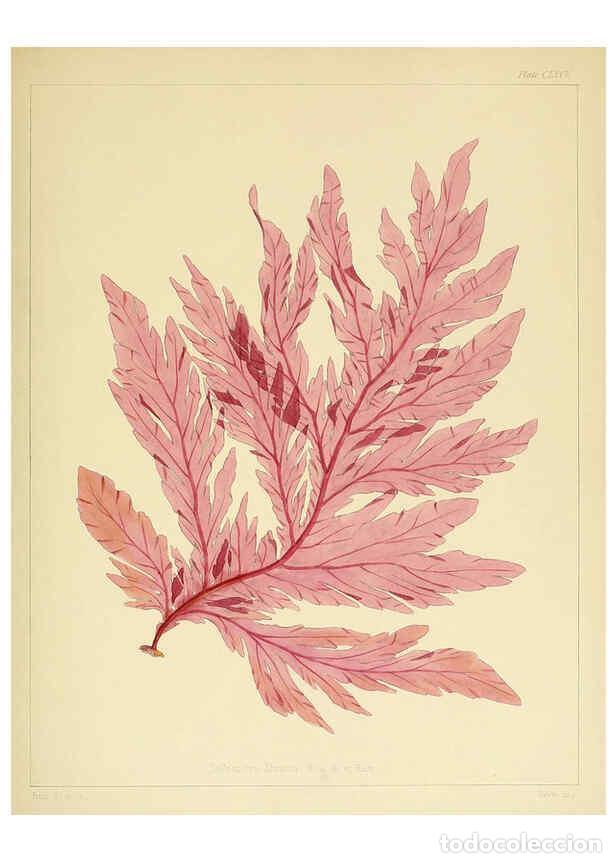 Sammeln von Zeitschriften und Zeitungen: Reproducci&oacute;n/Reproduction 6302463039: The botany of the Antarctic voyage of H.M. discovery ships Ere