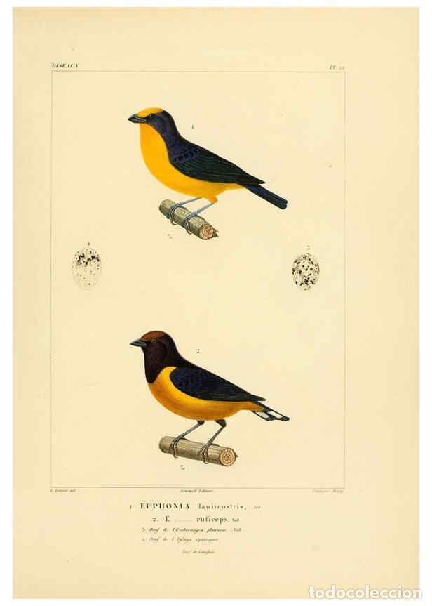 Sammeln von Zeitschriften und Zeitungen: Reproducci&oacute;n/Reproduction 6303184144: Voyage dans l'Am&eacute;rique M&eacute;ridionale. v.9. Paris :Pitois-Levraul