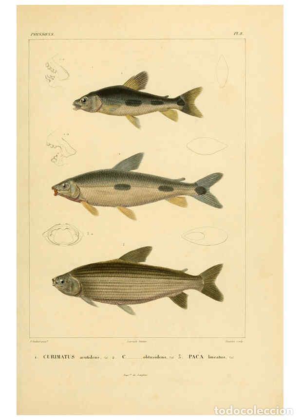 Sammeln von Zeitschriften und Zeitungen: Reproducci&oacute;n/Reproduction 6302678301: Voyage dans l'Am&eacute;rique M&eacute;ridionale. v.9. Paris :Pitois-Levraul