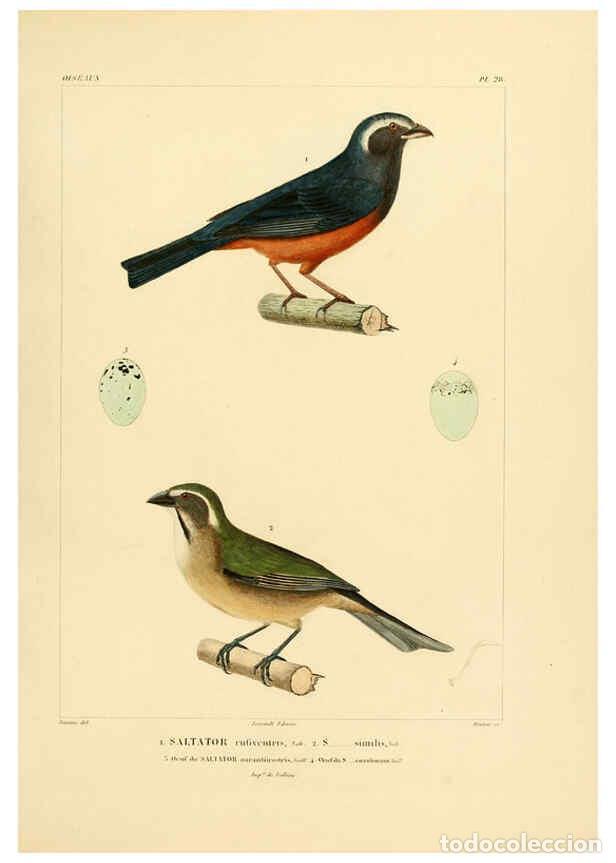 Sammeln von Zeitschriften und Zeitungen: Reproducci&oacute;n/Reproduction 6302661159: Voyage dans l'Am&eacute;rique M&eacute;ridionale. v.9. Paris :Pitois-Levraul