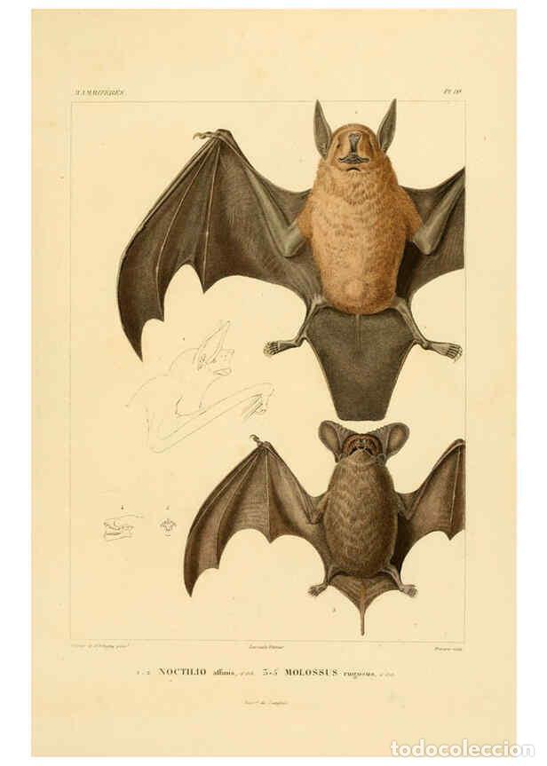 Sammeln von Zeitschriften und Zeitungen: Reproducci&oacute;n/Reproduction 6302647713: Voyage dans l'Am&eacute;rique M&eacute;ridionale. v.9. Paris :Pitois-Levraul