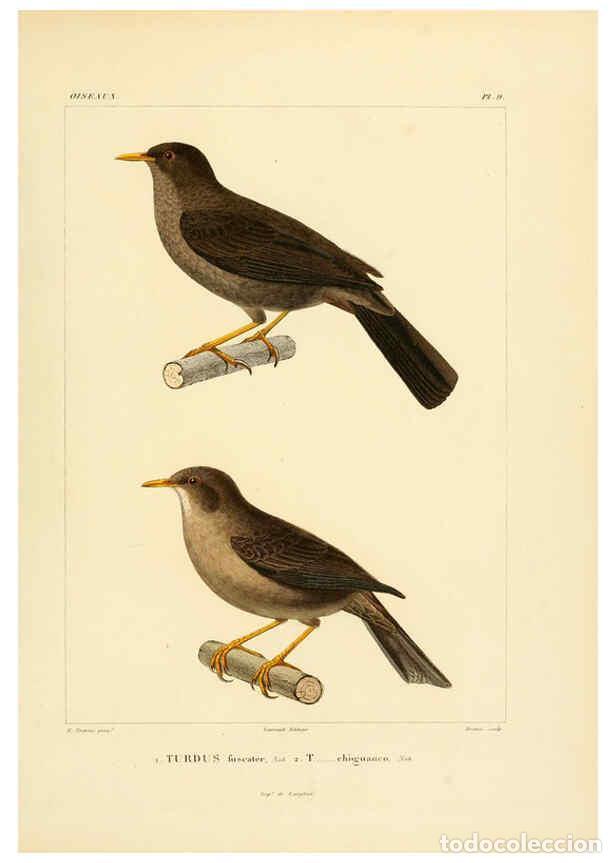 Sammeln von Zeitschriften und Zeitungen: Reproducci&oacute;n/Reproduction 6303180034: Voyage dans l'Am&eacute;rique M&eacute;ridionale. v.9. Paris :Pitois-Levraul